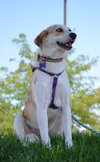 Skipper