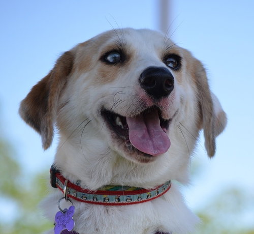Skipper