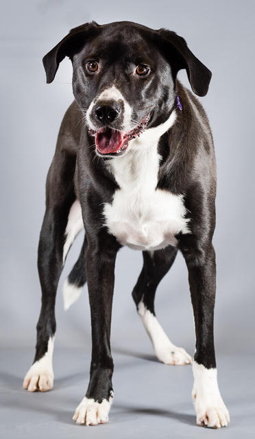 Bolt