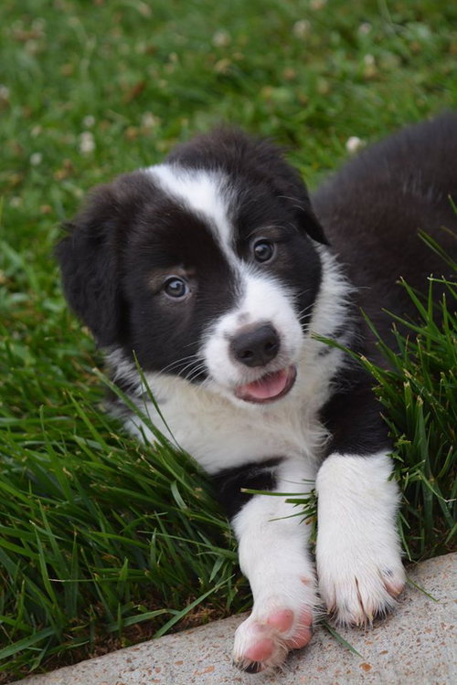 Dewey