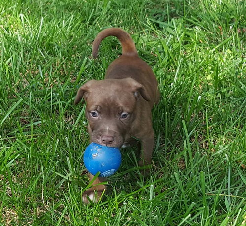 Apollo