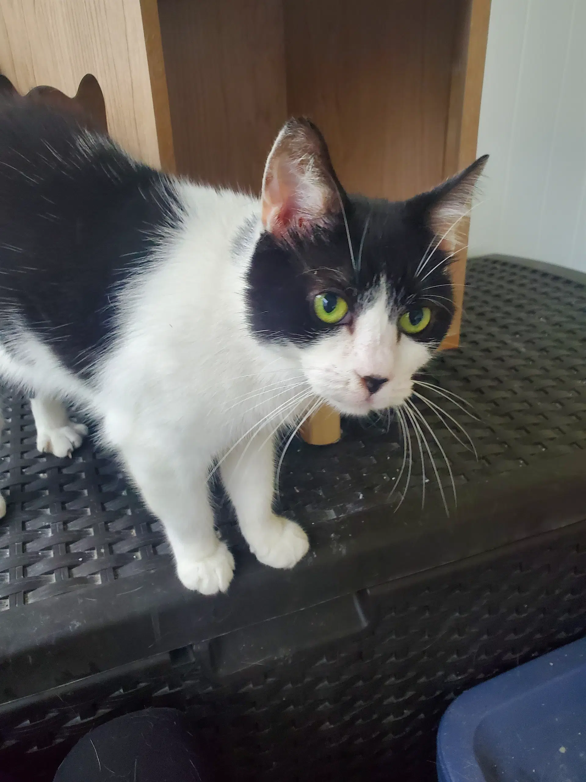 Cookie - Domestic Short Hair