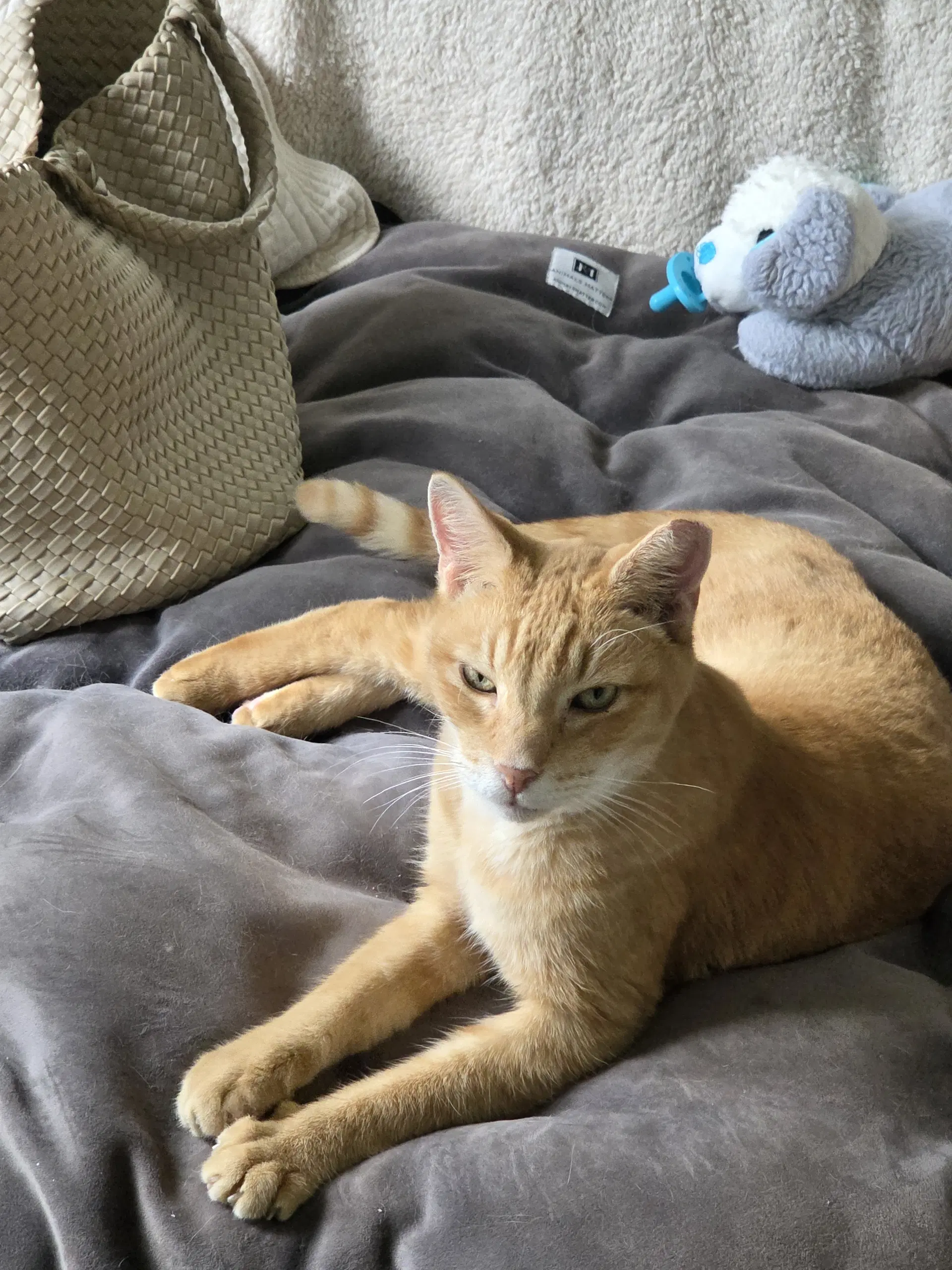 Flame - Domestic Short Hair