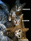 Harper - Photo 2