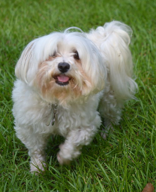 Abbie