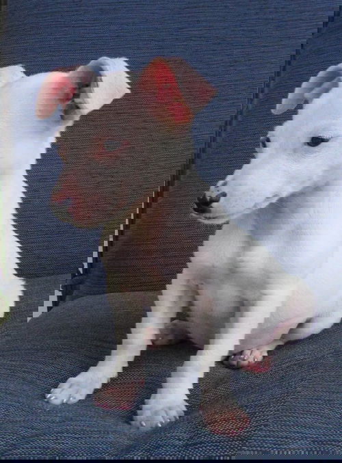 Ace