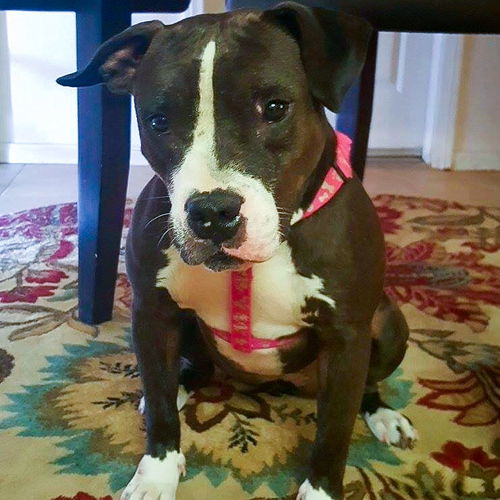 Juno