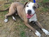 Bronson