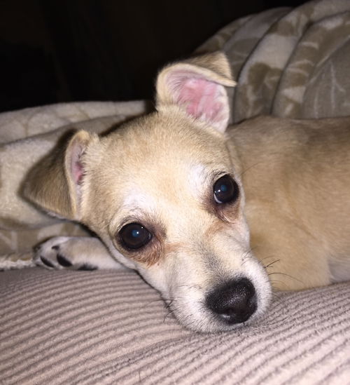 Munchkin