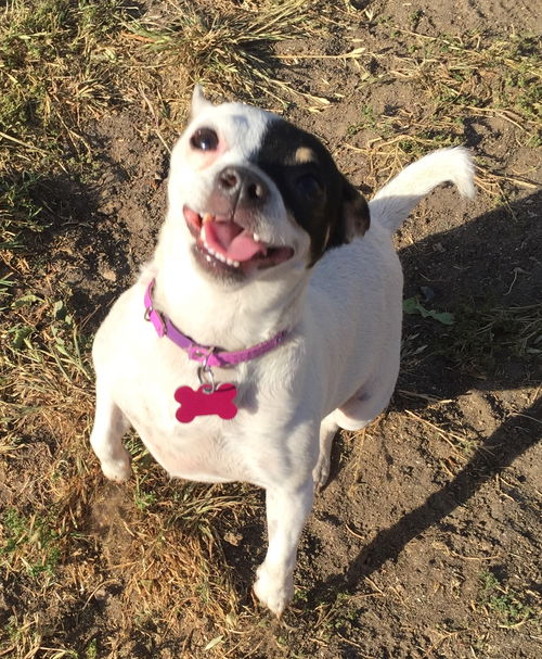 Dottie