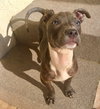 Bugsy