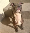 Bugsy