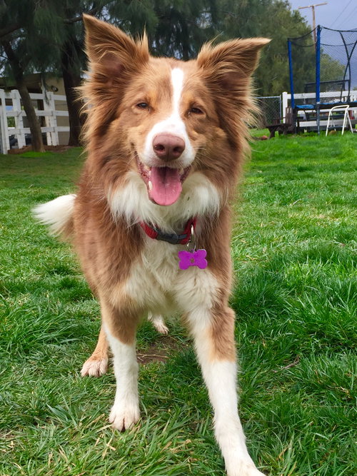 Stella