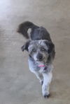 Gracie
