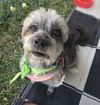 Gracie