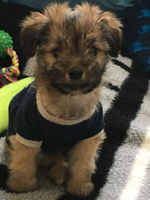 Duke