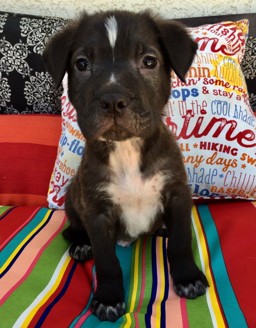 Muscoy Pup Johnny Cash