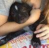 Muscoy Pup Johnny Cash