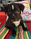 Muscoy Pup Johnny Cash