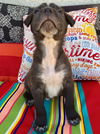 Muscoy Pup Johnny Cash