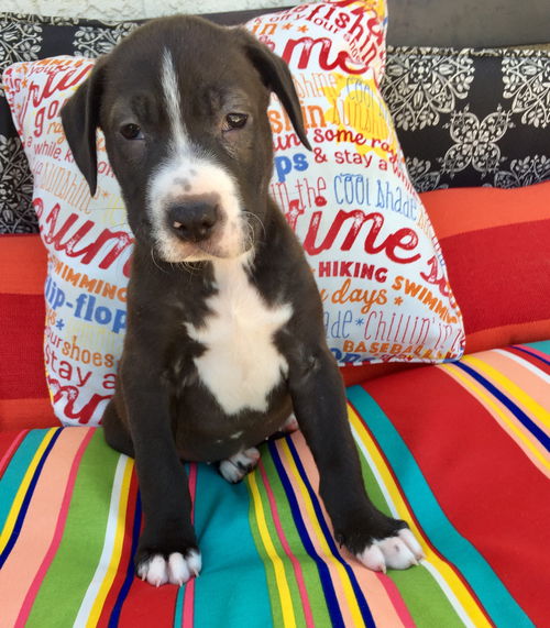 Muscoy Pup Etta James