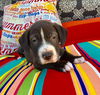 Muscoy Pup Etta James