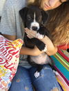Muscoy Pup Etta James
