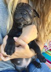 Muscoy Pup Little Richard