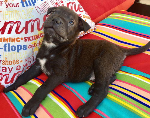 Muscoy Pup Little Richard