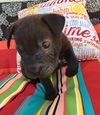 Muscoy Pup Little Richard