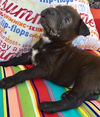 Muscoy Pup Little Richard