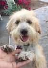 Milo