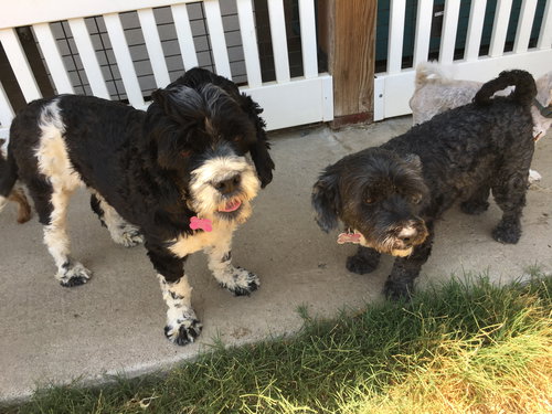 Bonnie and Clyde