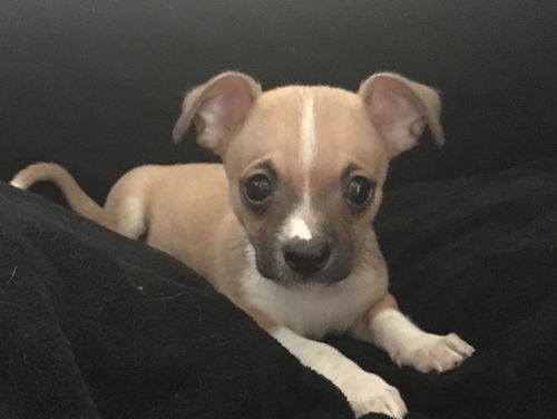 Dobby