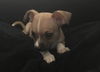 Dobby