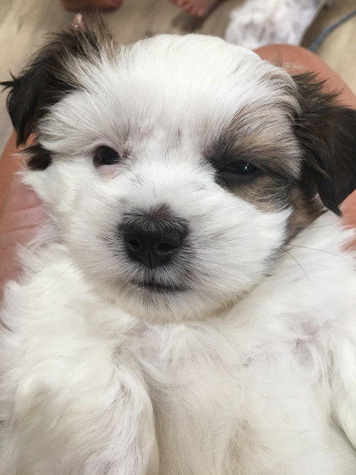Bo