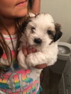 Bo