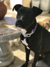 Mya