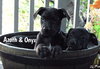 Black Lab Pup Crew