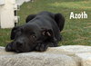 Black Lab Pup Crew