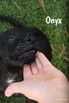 Black Lab Pup Crew