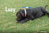 Black Lab Pup Crew