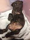 Black Lab Pup Crew