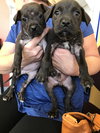 Black Lab Pup Crew