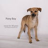 Ponyboy