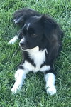 Darla