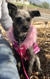Miss Toto