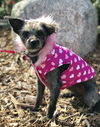 Miss Toto