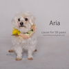 Aria