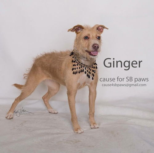 Ginger